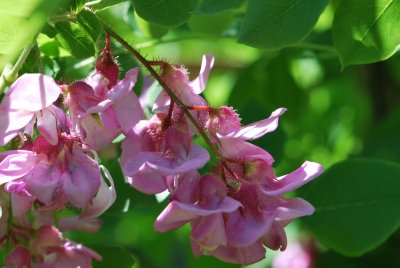 Robinia hispida 'Macrophylla' - trnovník huňatý - květenství